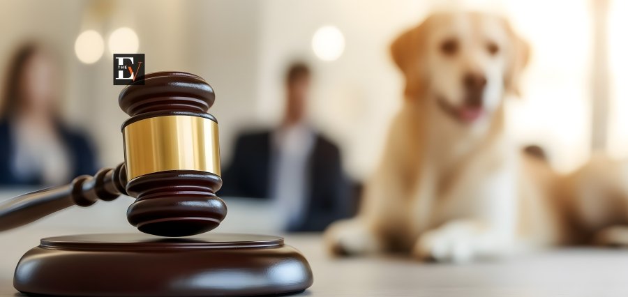 Animal Advocacy