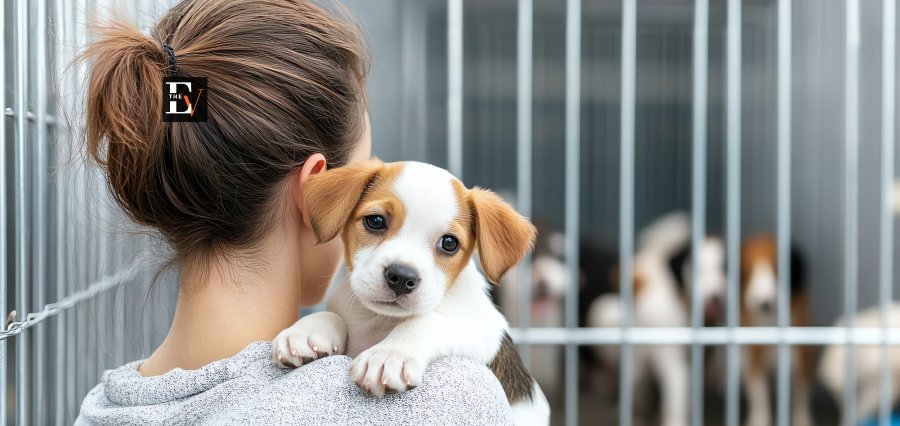 Animal Adoption